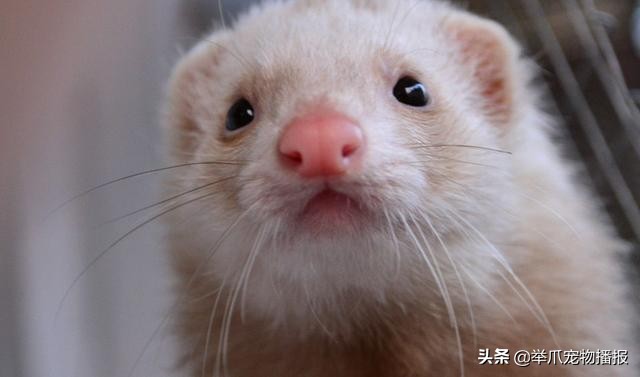 雖然貓狗是寵物界的王牌，但這些寵物，才是最適合做寵物