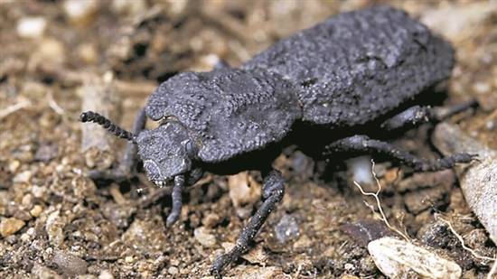 跟瓢蟲同樣材料的外殼，卻連釘子都敲不穿，這種鐵甲蟲你見過嗎？