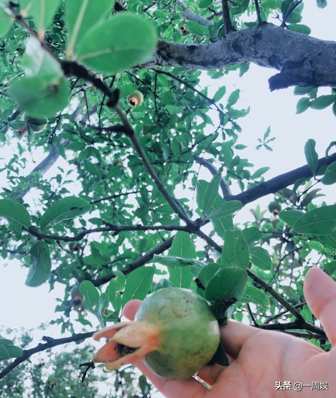 Zhang Xin grants to plant dish inside villa, go to the fields does farm work to exceed ground connection gas, the area arrives greatly can plant peach tree