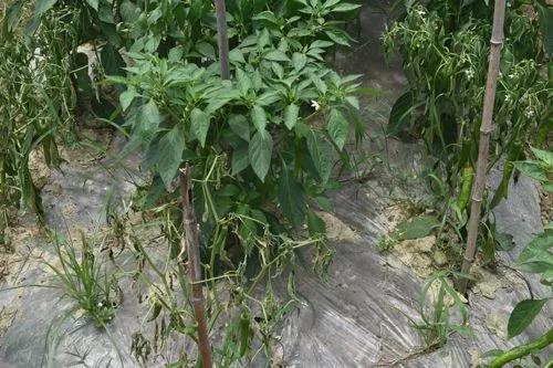 蔬菜生产常见问题及解决办法手册，看到就是赚