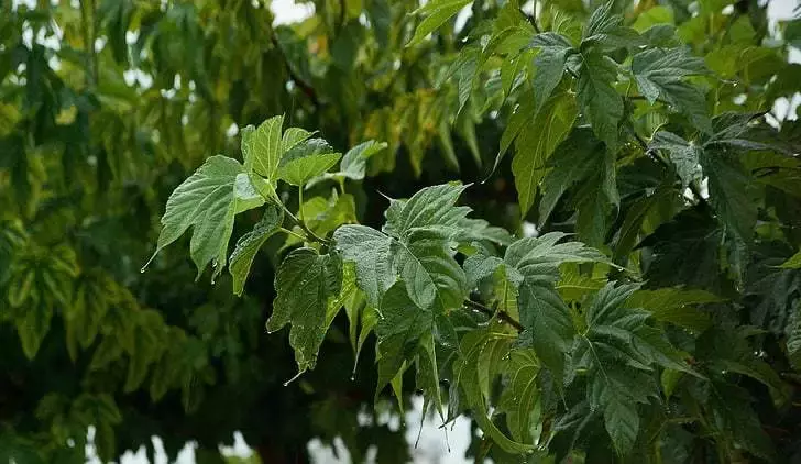 两个妙招,三大穴位!防治心血管疾病,中西医各显神通-第3张图片-农百科 两个妙招,三大穴位!防治心血管疾病,中西医各显神通-第3张图片-农百科