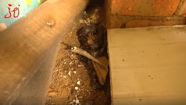 黑龙江男子床底下钻进一条蛇，一住就是三年。