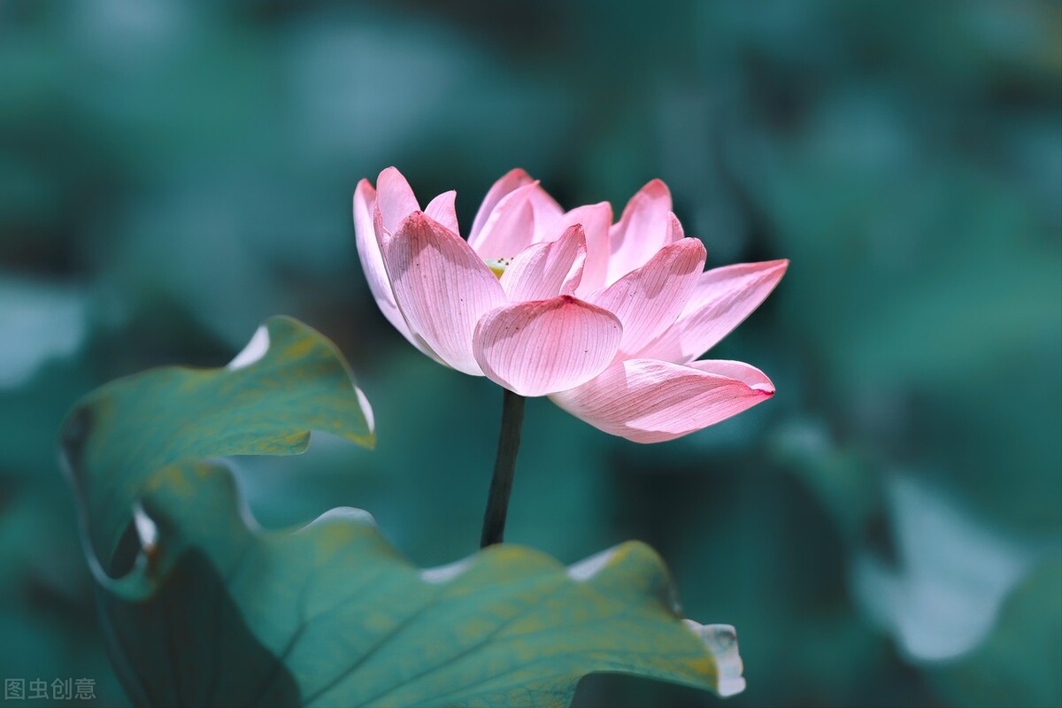 几时归去，做个闲人，与岁月柔情相待，与时光执手言欢-第4张图片-非凡网