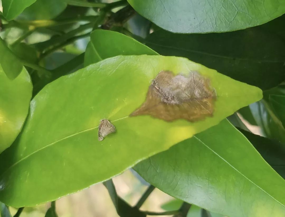 柑橘花期遇雨，一定要防好灰霉病！花皮果多，卖不起价的