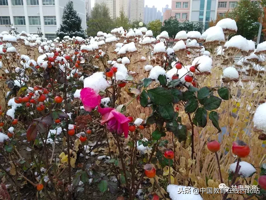 甘肃初雪|甘肃18所高校初学雪景大PK,快来看看有你的母校没?