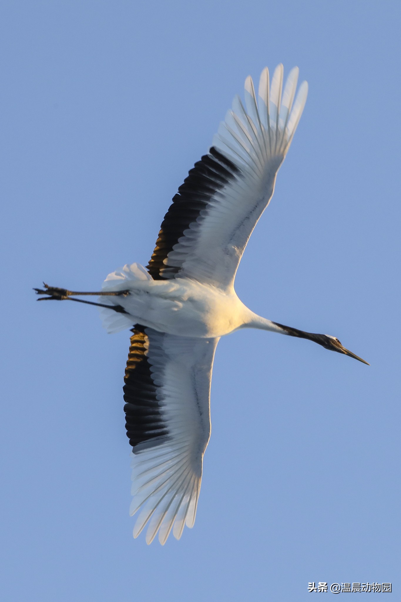 丹顶鹤外貌的好段摘抄