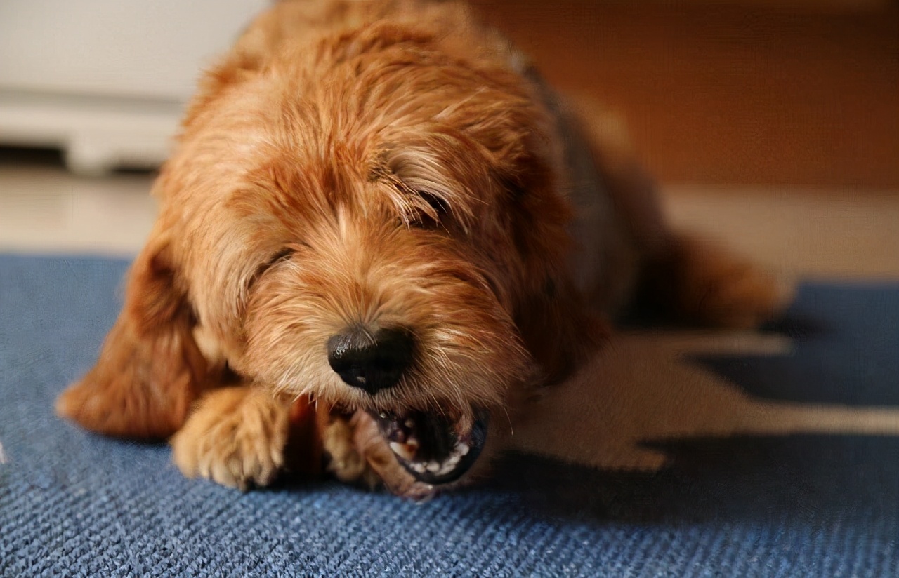 让狗狗幸福感“爆表”的12件小事，你完成了几件？