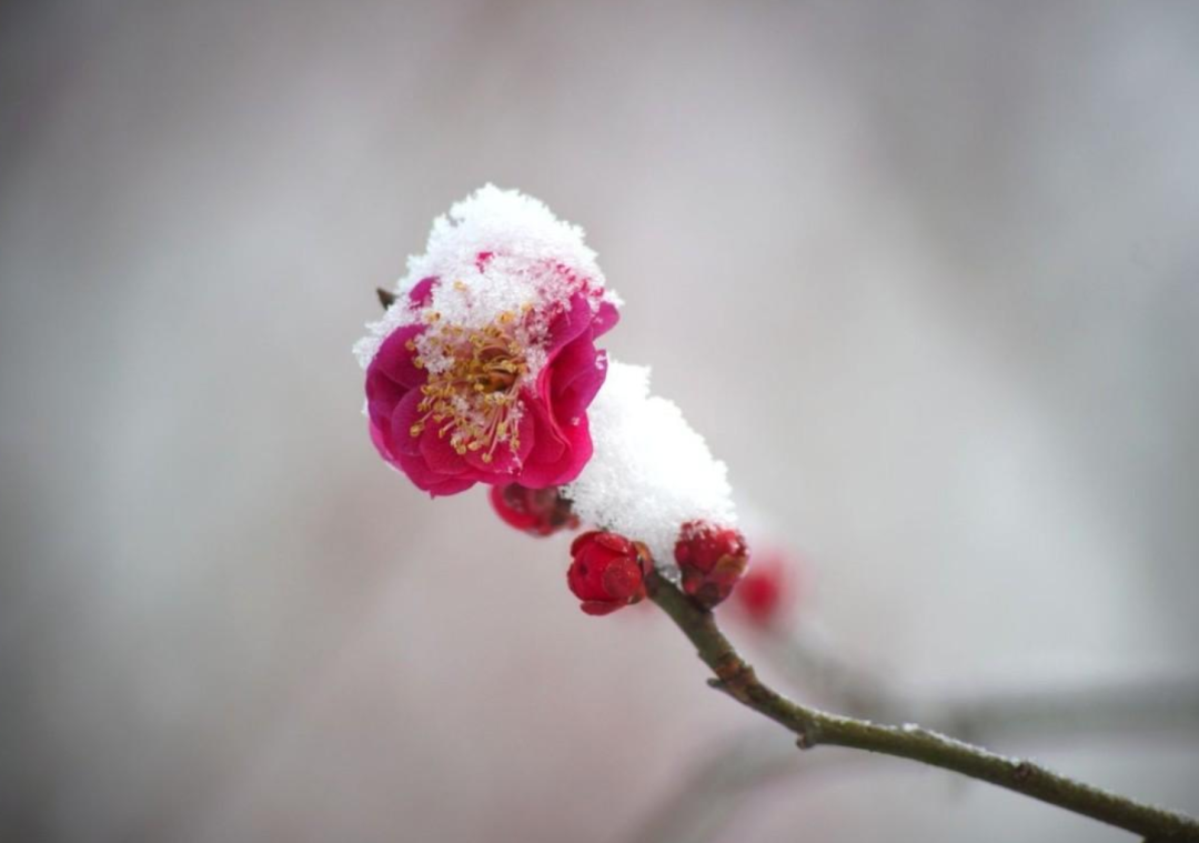 春雪初消好问程，十首春雪的诗词，看银装素裹如画风景-第21张图片-诗句网