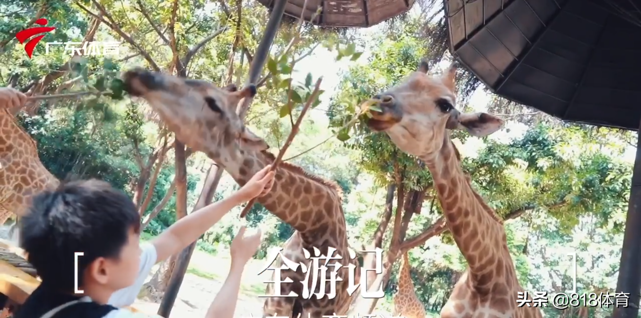 神仙师徒!全红婵动物园喂长颈鹿树叶不得要领,何教练亲自示范教她