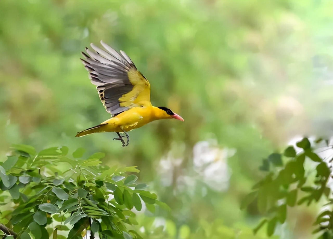 Photography Guide 9 Tips for Shooting Birds iNEWS