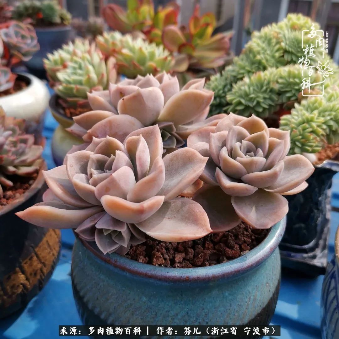 春涌江南庭中绿 风梳多肉一轮苏 资讯咖