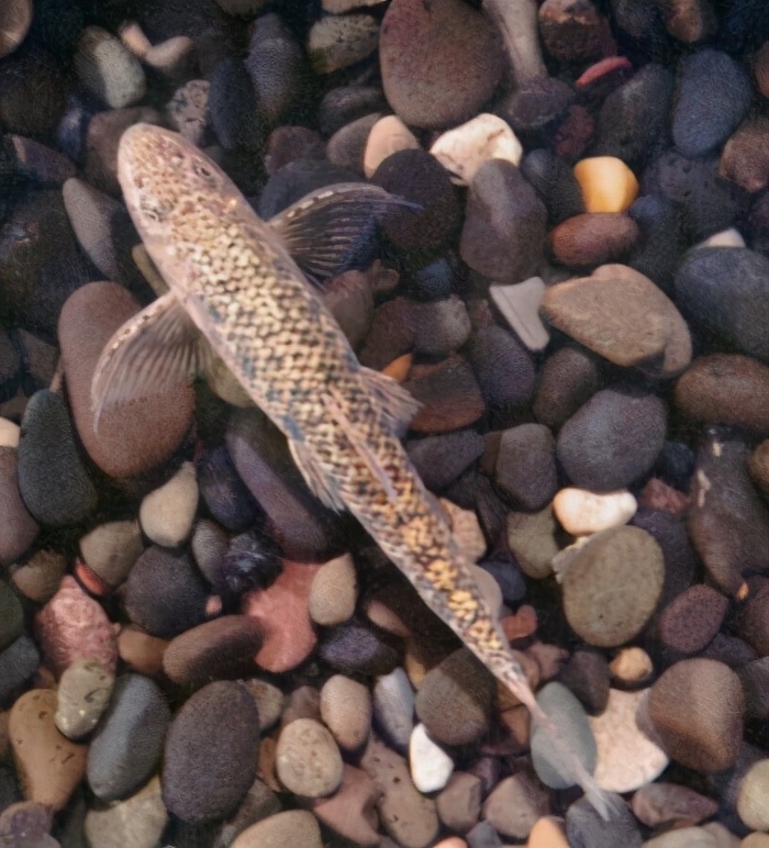 中国淡水鱼图集一489