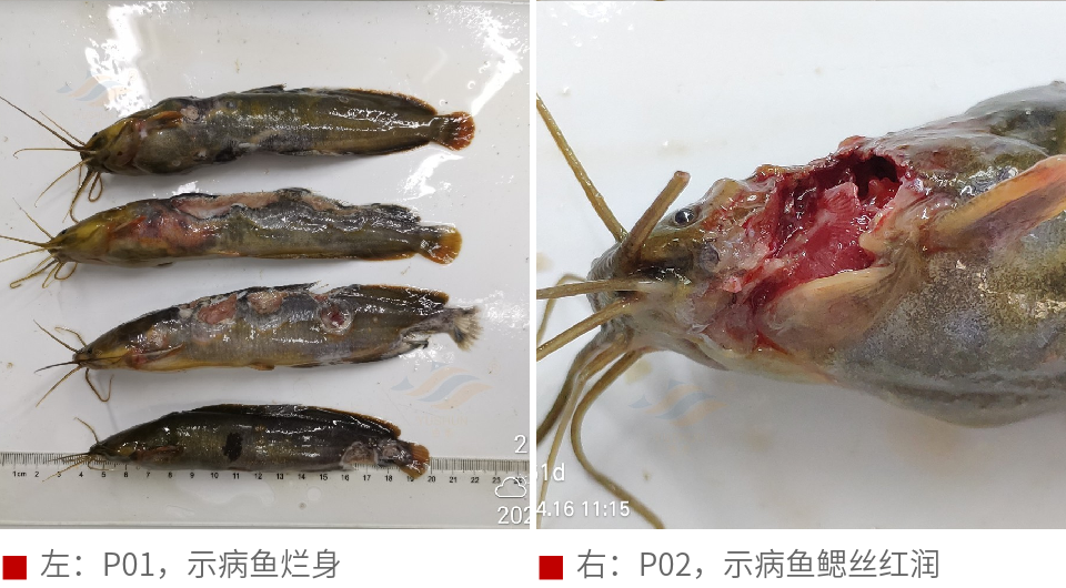 实战派丨不同养殖品种烂身病因差异大，要如何处理？高手来支招