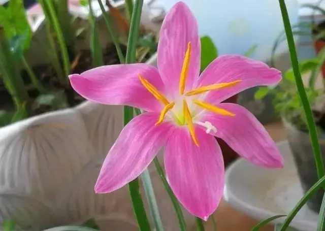 夏天在院子里种这10种花，花园想不好看都难了