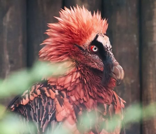百年难得一见的奇鸟，大开眼界！