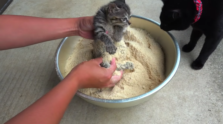 rice bran for cats