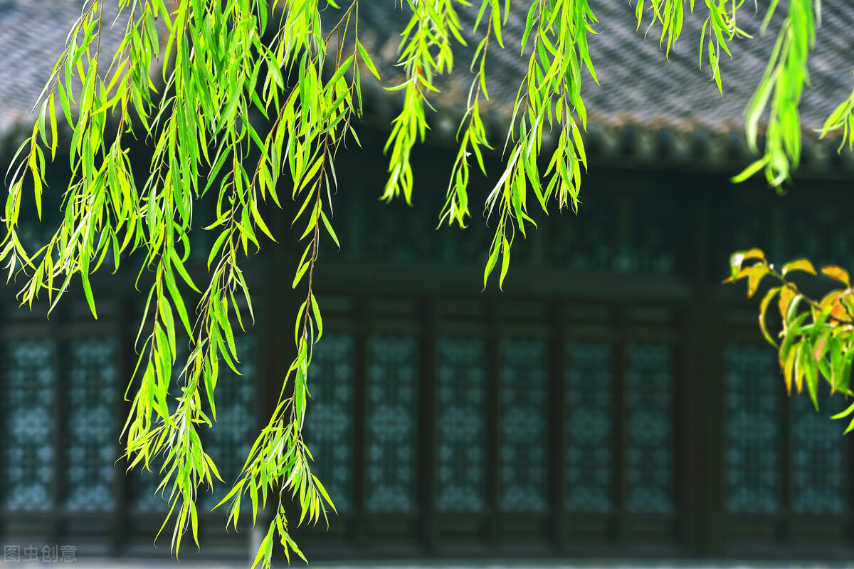 柳樹為什麼叫楊柳樹?楊柳依依,寄託著古人的纏綿情思 - 資訊咖