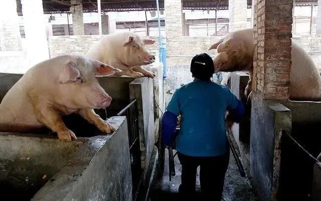 猪价上涨“刹车”，5月猪市会“一滑到底”吗？