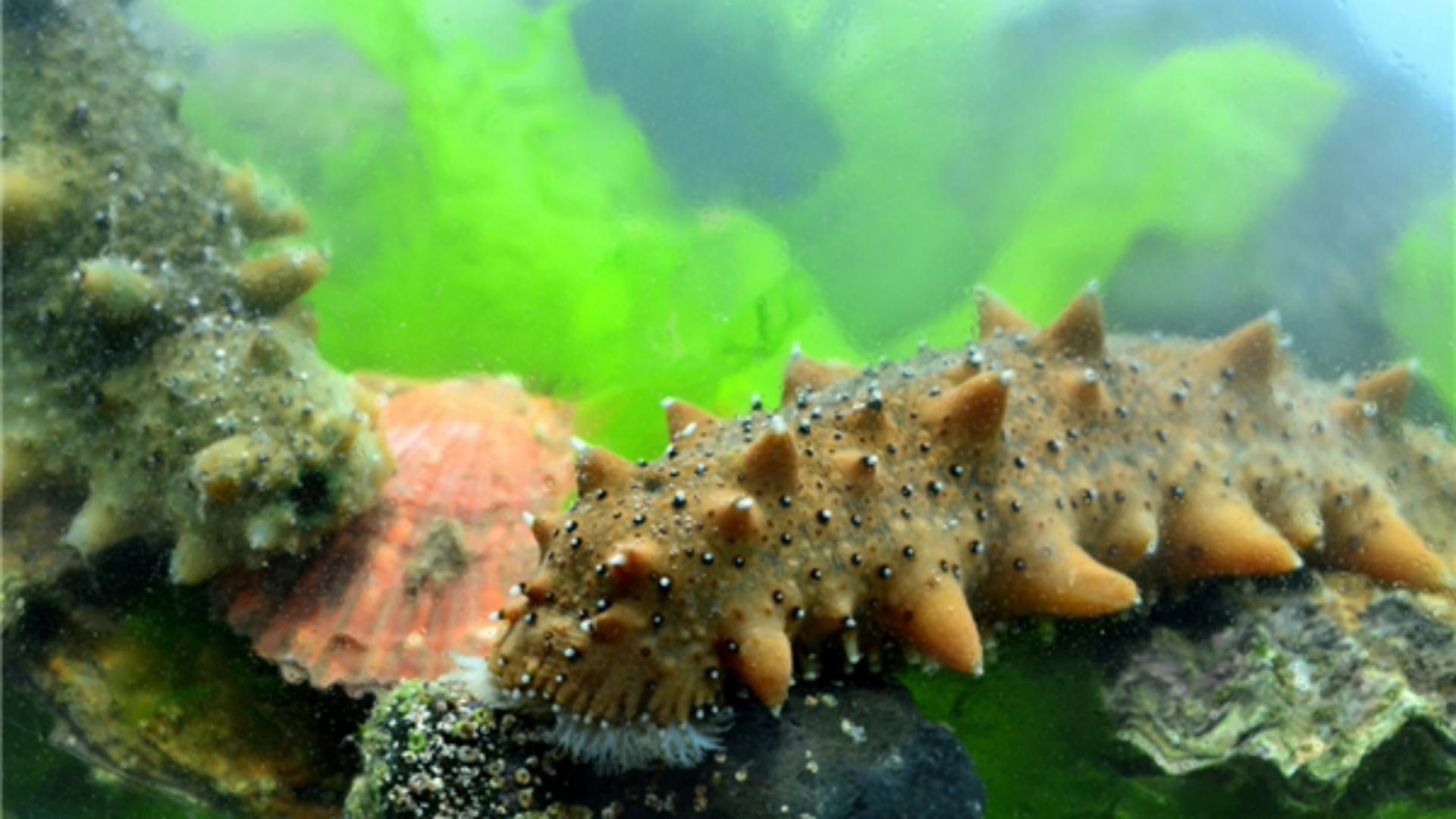 At the bottom of the food chain, how does sea cucumber protect itself