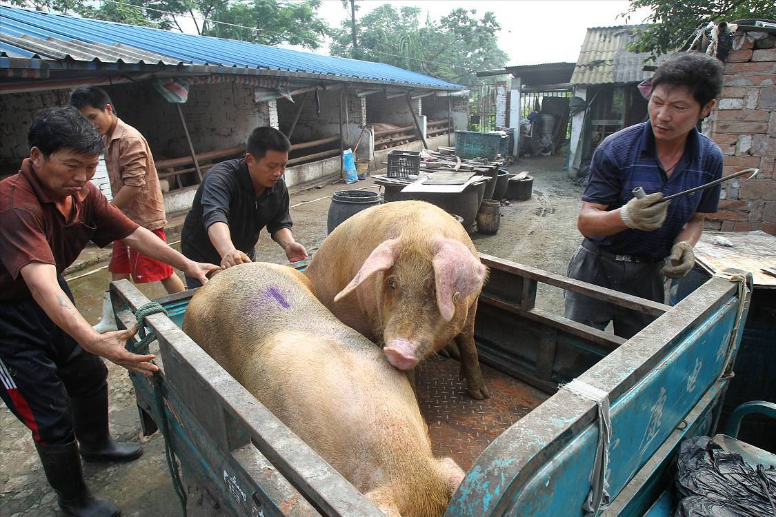 猪价惨遭“蹂躏”，行情跌跌不休，猪肉降价达8元，会不会再降？