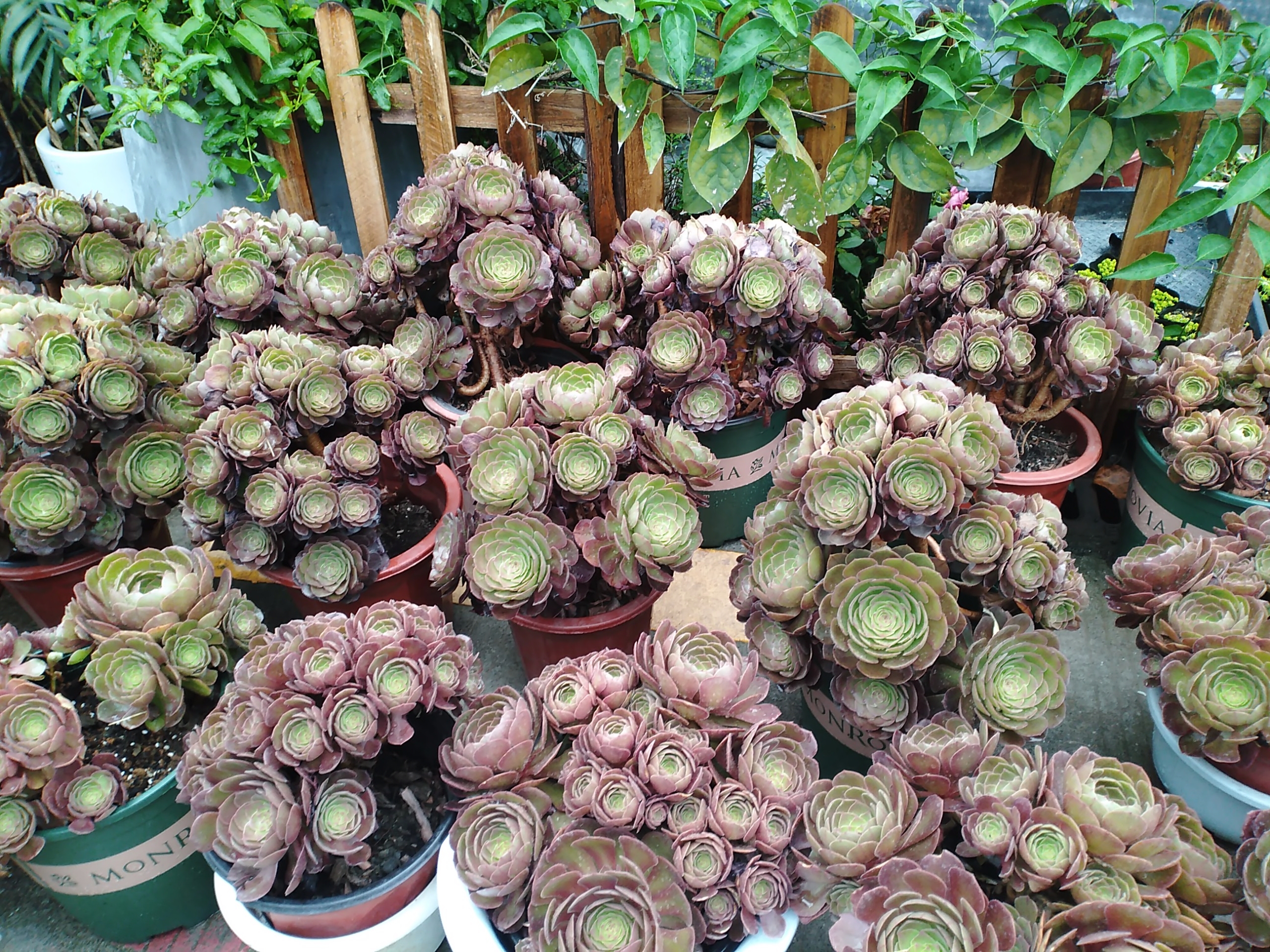 这些你都知道它们的名字吗？看看你能认出多少植物的名字吧。