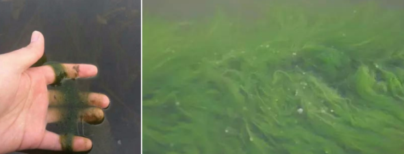 水产户必读：池塘青苔危害大，鱼虾蟹池塘出现青苔多怎么处理