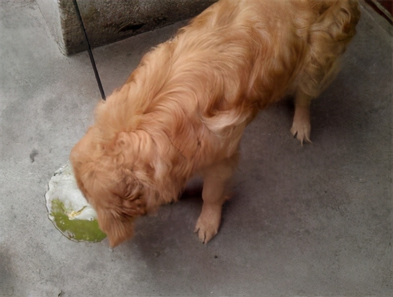 從狗狗嘔吐的顏色 判斷它的身體狀態 Marotify 生活網