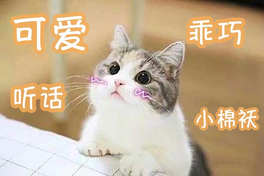 养宠家庭的“装修秘笈”┃ 东方一木科普