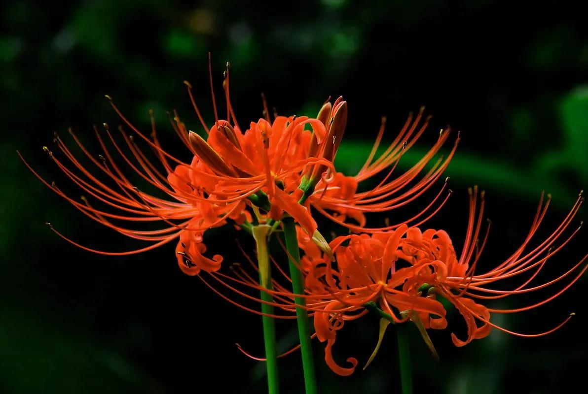 曼陀羅華曼珠沙華 資訊咖