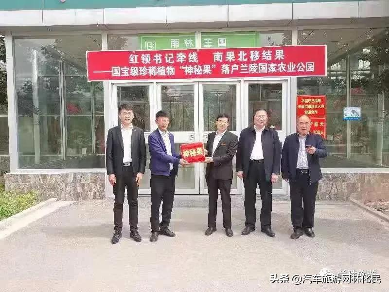南果北移结果—国宝级珍稀植物“神秘果”落户兰陵农业公园