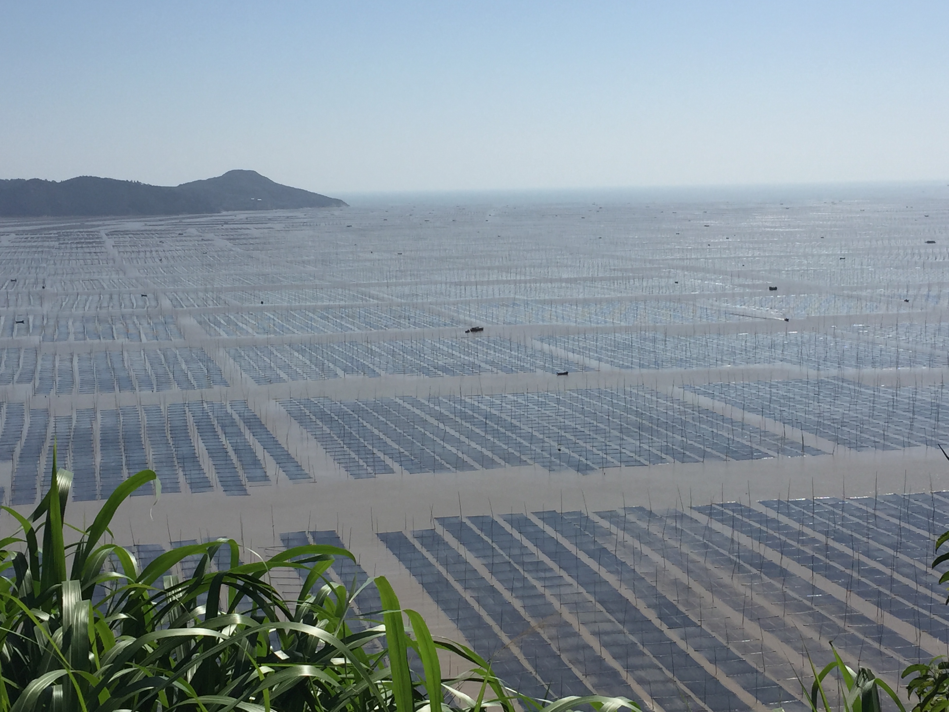 紫菜是什么植物(生物学家普遍认为它不是真正的植物)