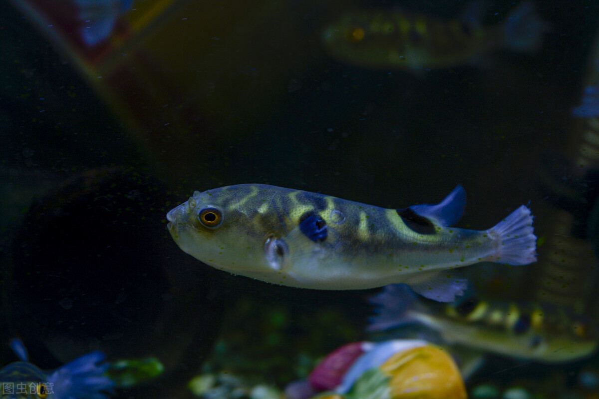 這五種生氣會變胖的魚 你知道哪些 第五名稱號可不少 資訊咖