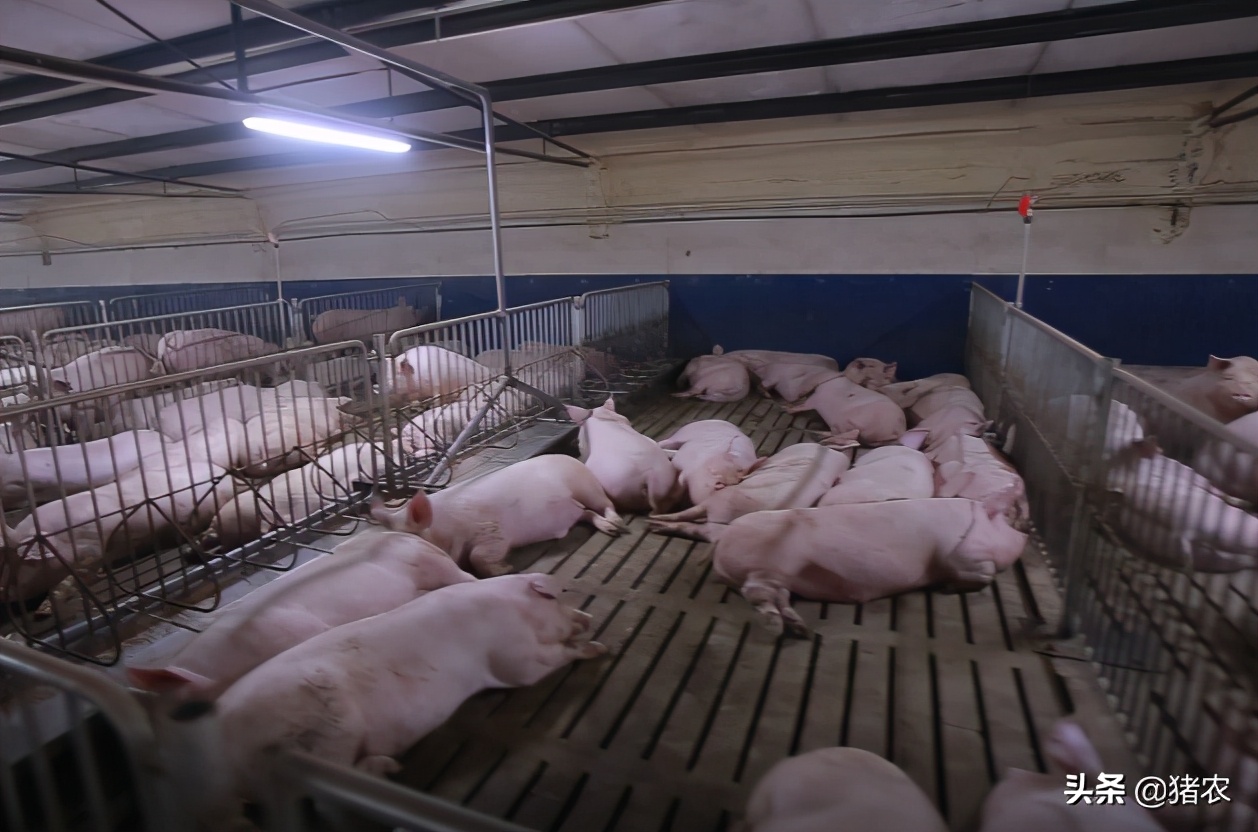 畜牧养殖前沿：液态饲喂应用效果如何？