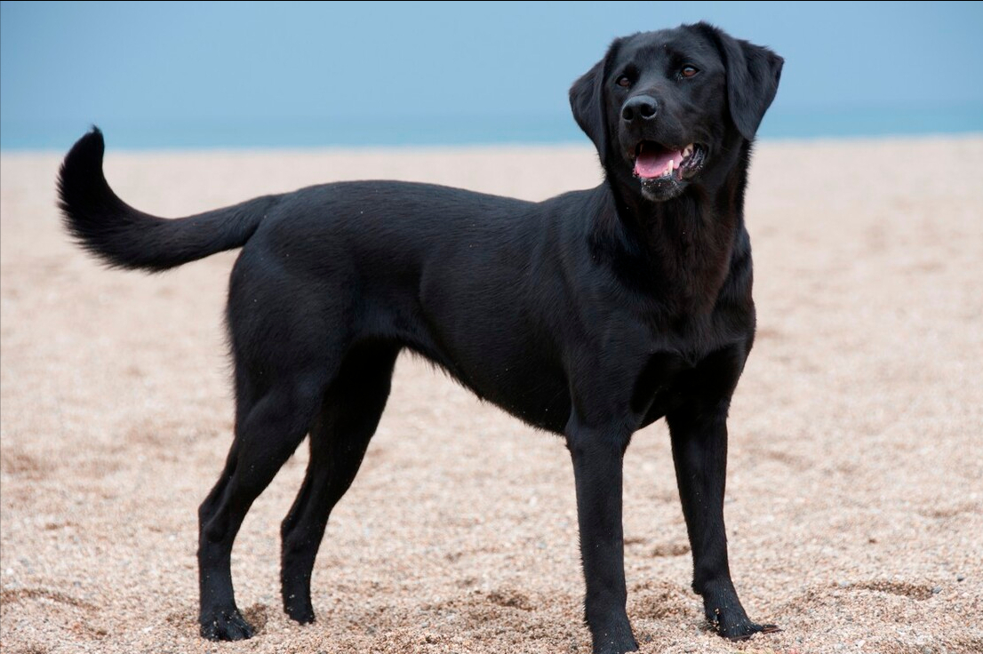 拉布拉多犬常见的4种颜色，有你喜欢的吗？