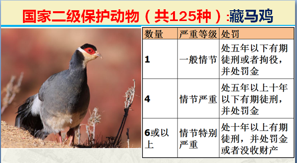 国家最新125类二级野生保护名录，图片及违法对应刑责