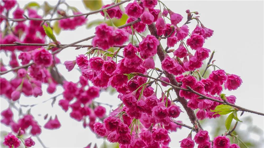 祁门县樱花烂漫次第开