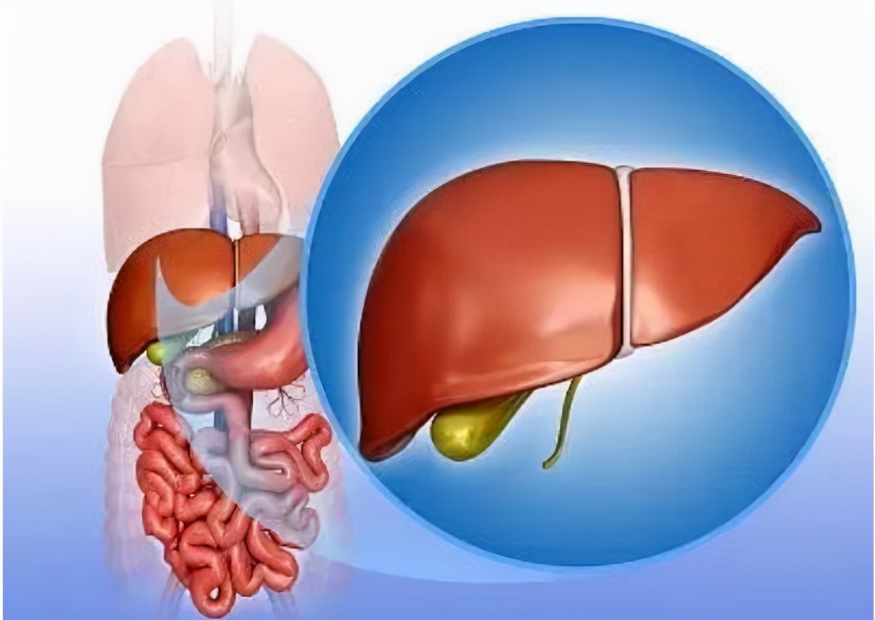 這3種食物或會傷害肝臟，已被列入“傷肝榜單”，建議盡量少碰