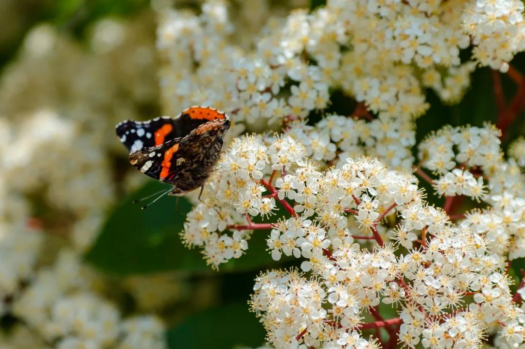 石楠花有類似精液的氣味，因為有相似的揮發性成分