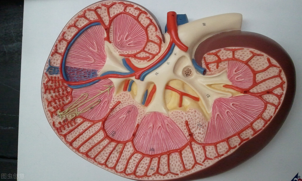 肾脏不好应避免的17种食物