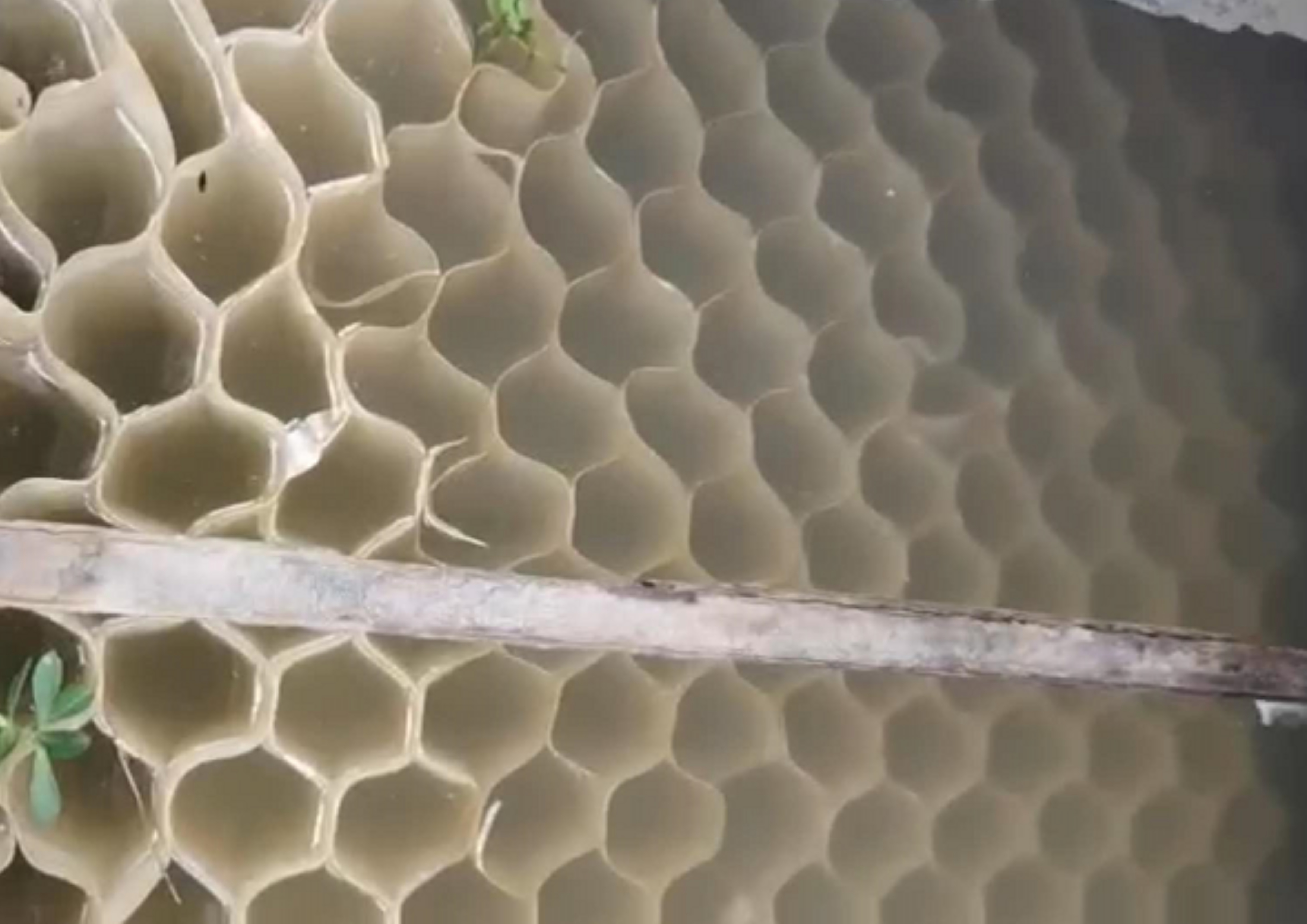 云南某生活污水池系統恢復培菌使用情況