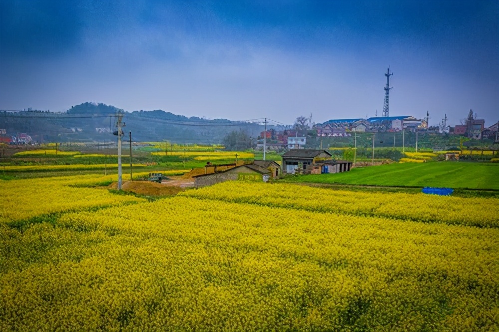 曾都：油菜花竞相怒放 舒展金黄色画卷