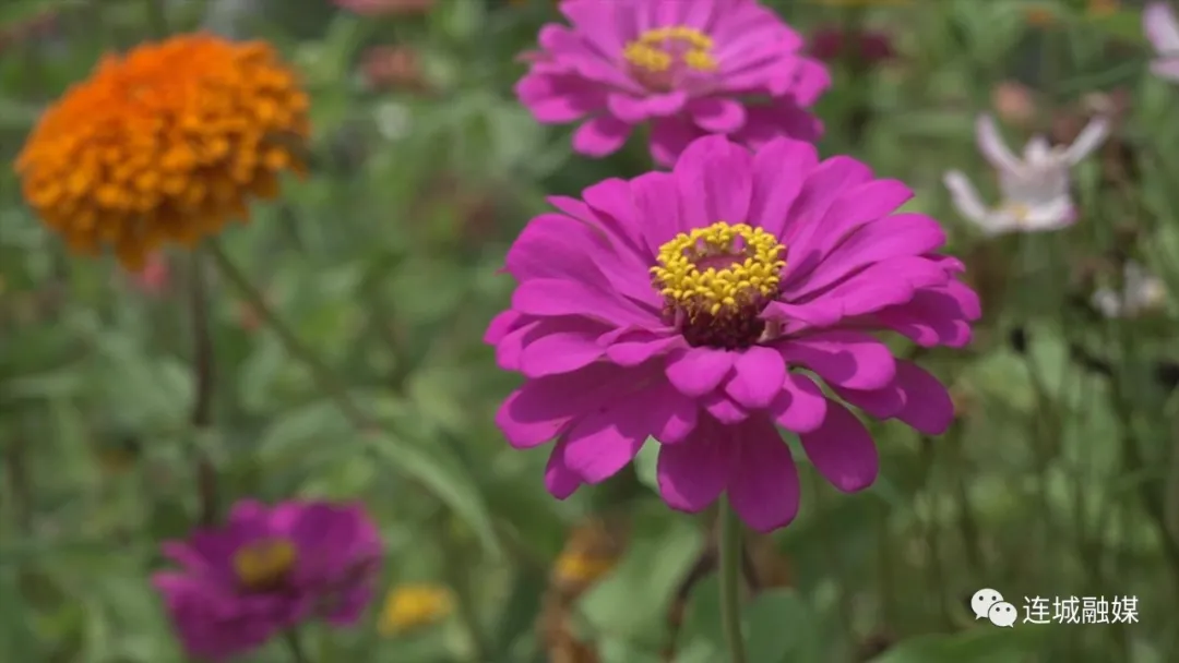 连城文亨：百日菊扮靓初秋乡间小道