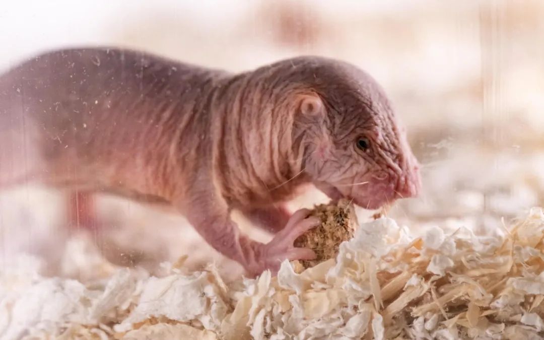 新研究發現，這種不得癌症的神奇動物，還會說方言