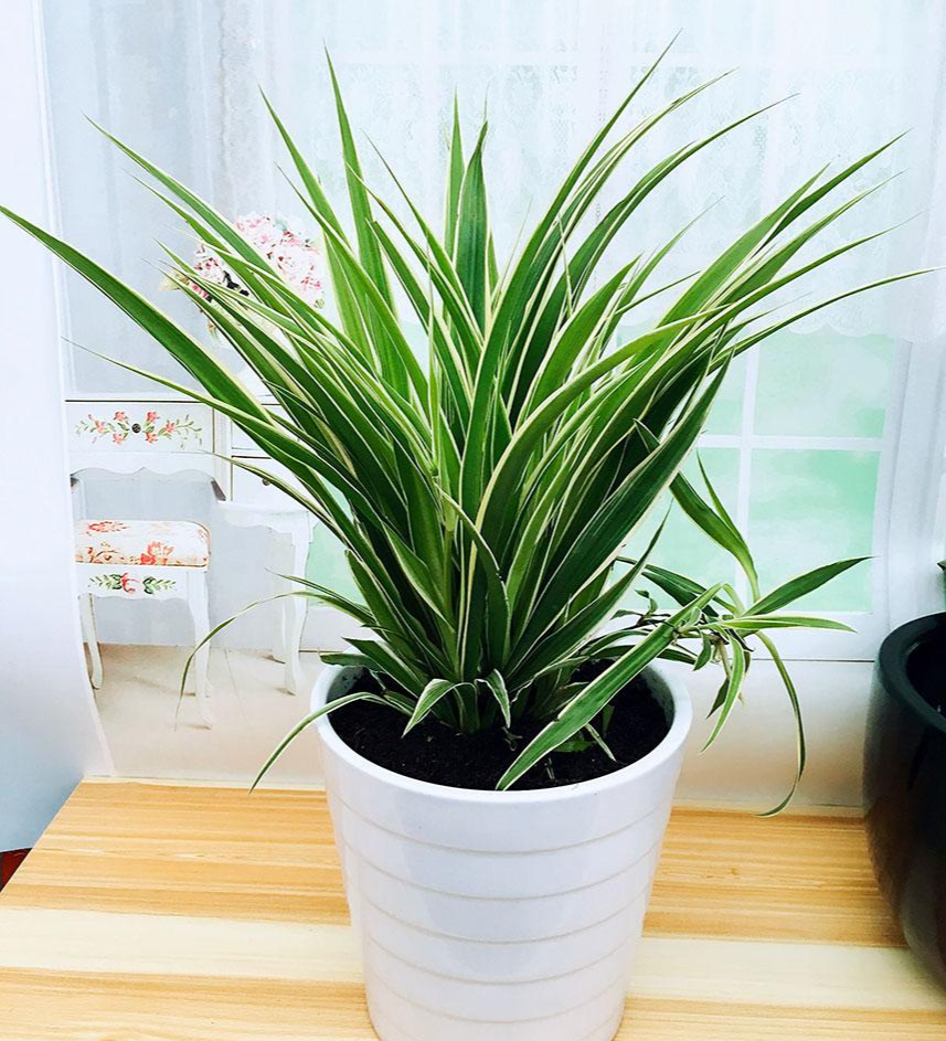 卧室放什么花最好健康(卧室内适合养什么花或植物) - 123植物网