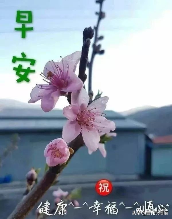 早上好动态图片带字和鲜花 早上好图片大全图片