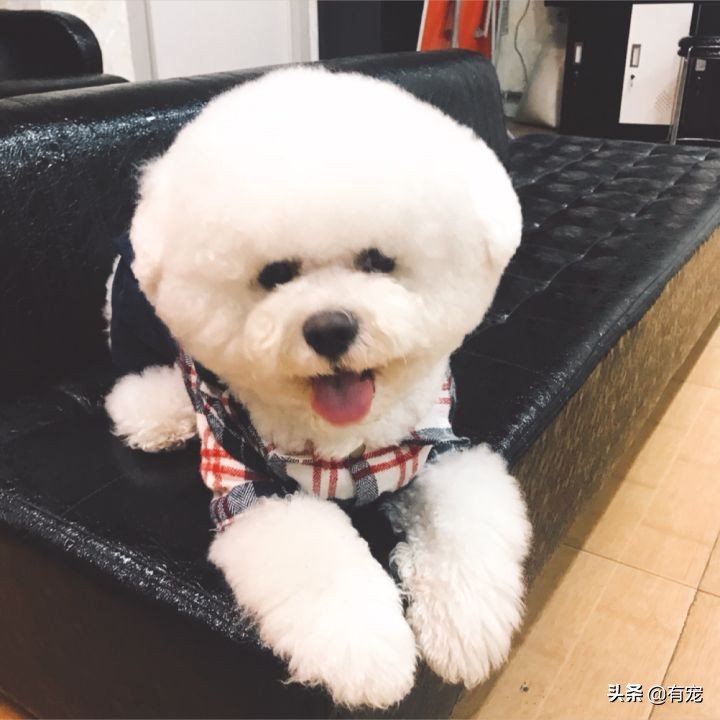 与狗狗沟通时，狗狗理解的那些微妙的表情和动作-第3张图片-大千世界