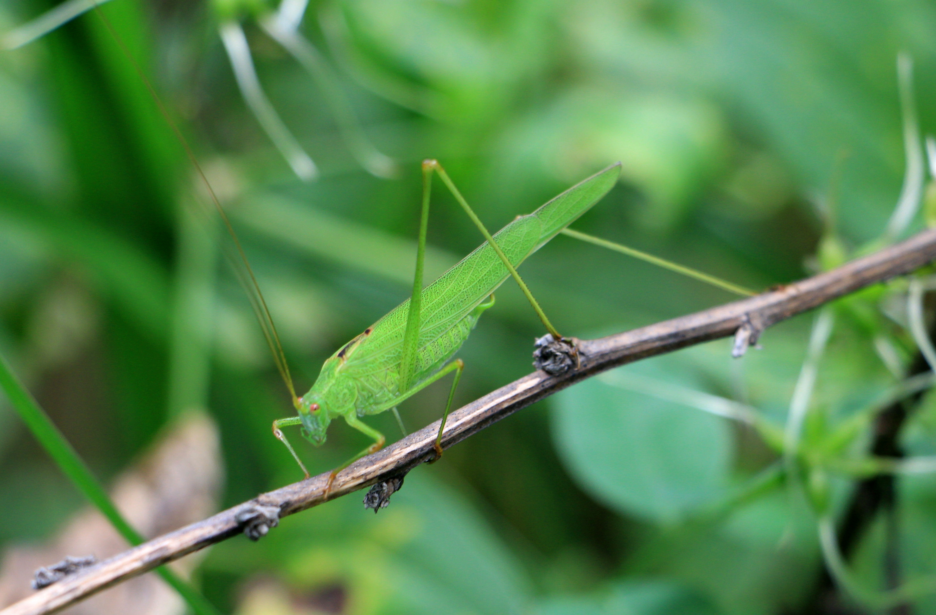 它为什么叫纺织娘?难道它会织布
