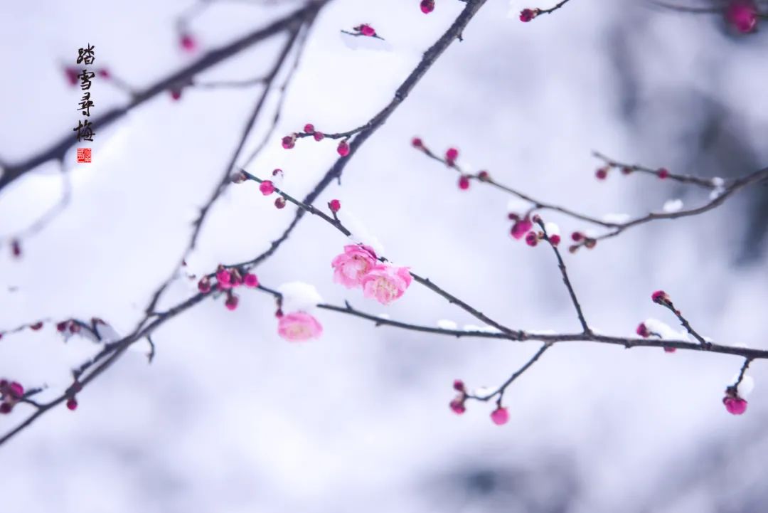 这10首写雪的诗词，不一定很有名，却很有韵味