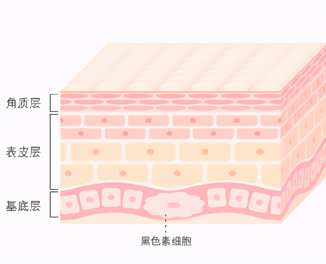 关于美白的6个硬知识，看到就学到-第4张图片-农百科