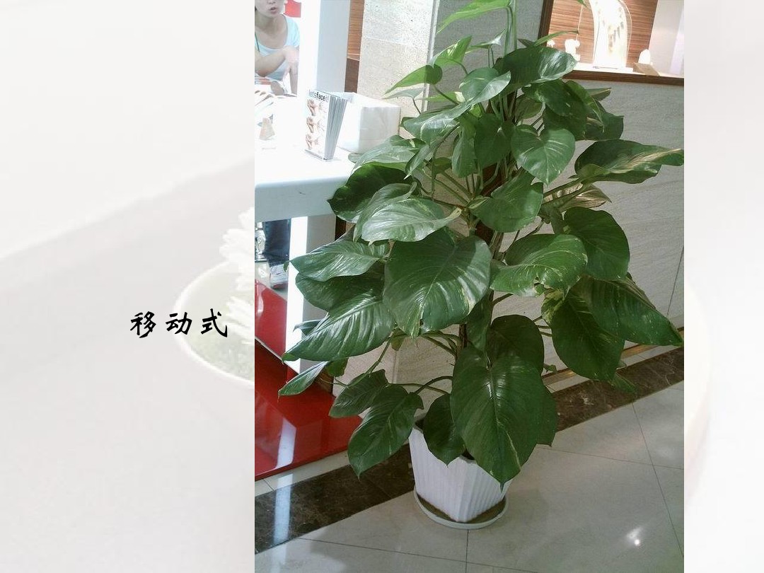 居家如何"踏青賞花"？淺談居室植物配置設(shè)計原則